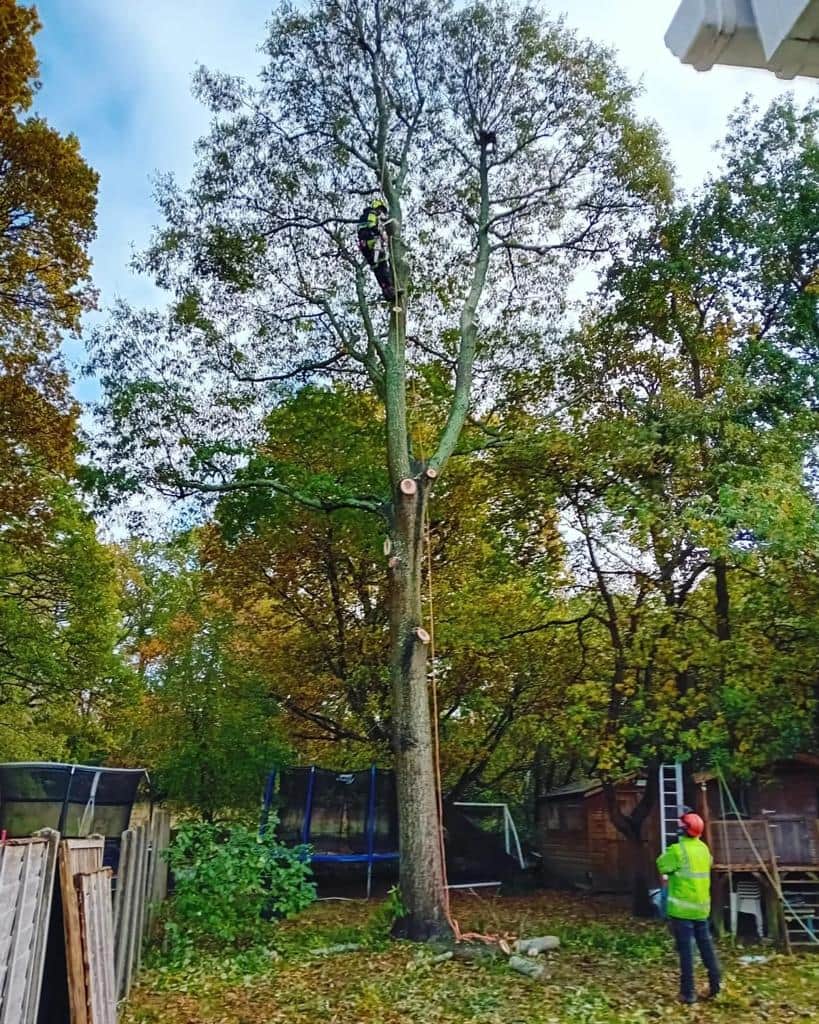 This is a photo of a tree being pruned, there is a man up the tree cutting a section of it down while another man is standing in the garden of the property where the tree is located overseeing the work. Works carried out by NS Tree Surgery Dorking